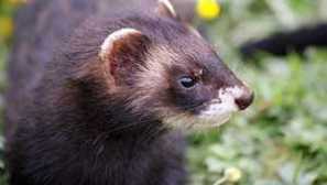 Čierna fretka - lesná obyvateľ